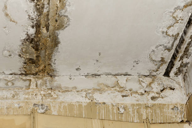 Best Mold Odor Removal Services  in Prosperity, SC